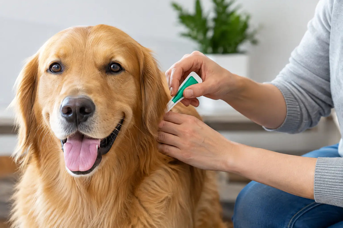 How Long Does Frontline Flea and Tick Treatment Last?