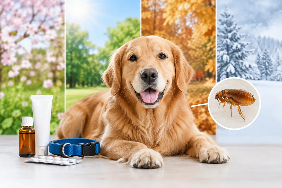 Dog Flea Treatment Guide for Every Season