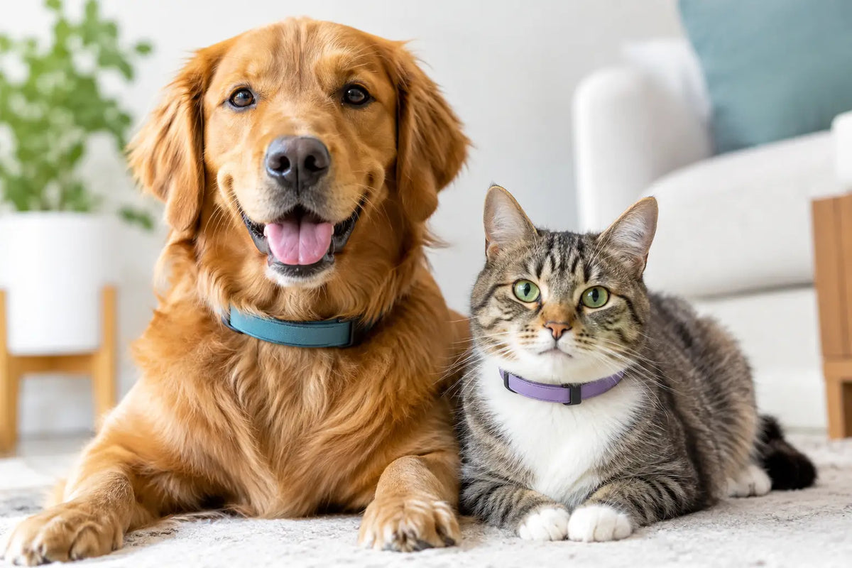 Flea Collars: A Practical Choice for Pet Protection